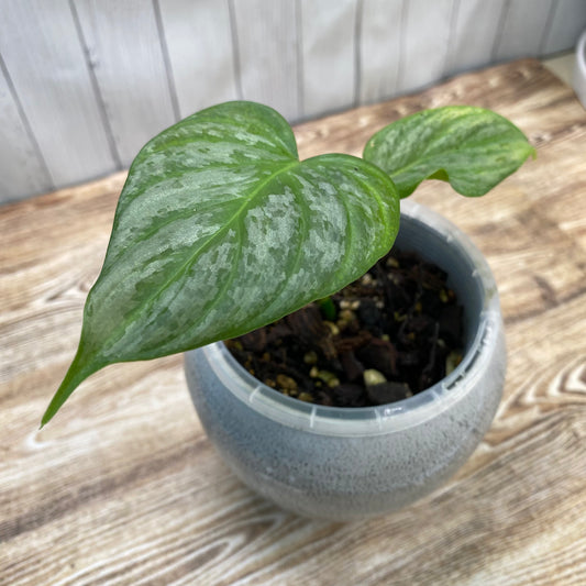 Philodendron Majestic
