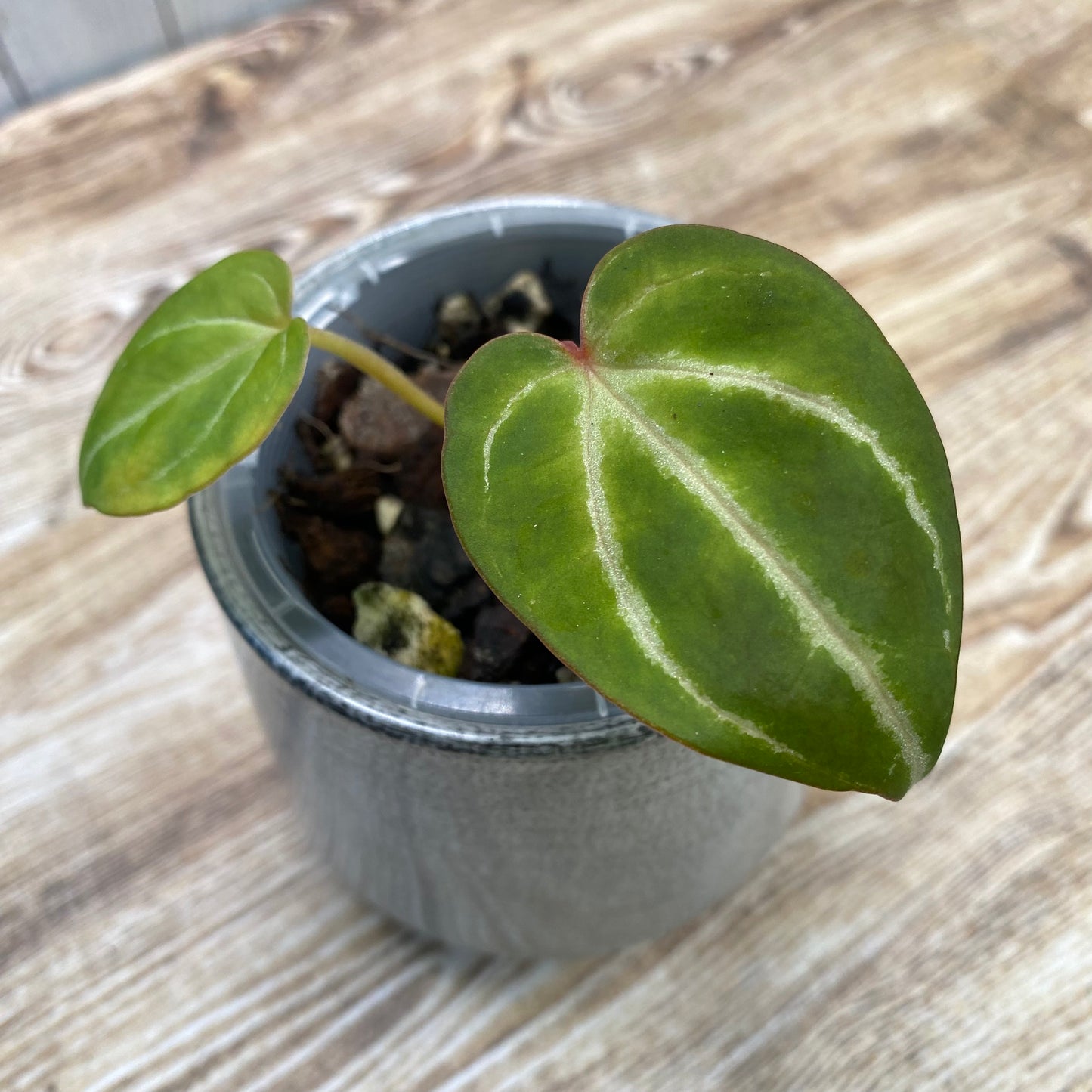 Anthurium Purple Crystallinum (TC)