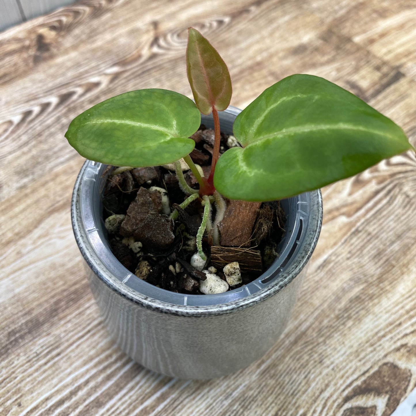 Anthurium Tezula RC × (SKG Silver × RC) - TC