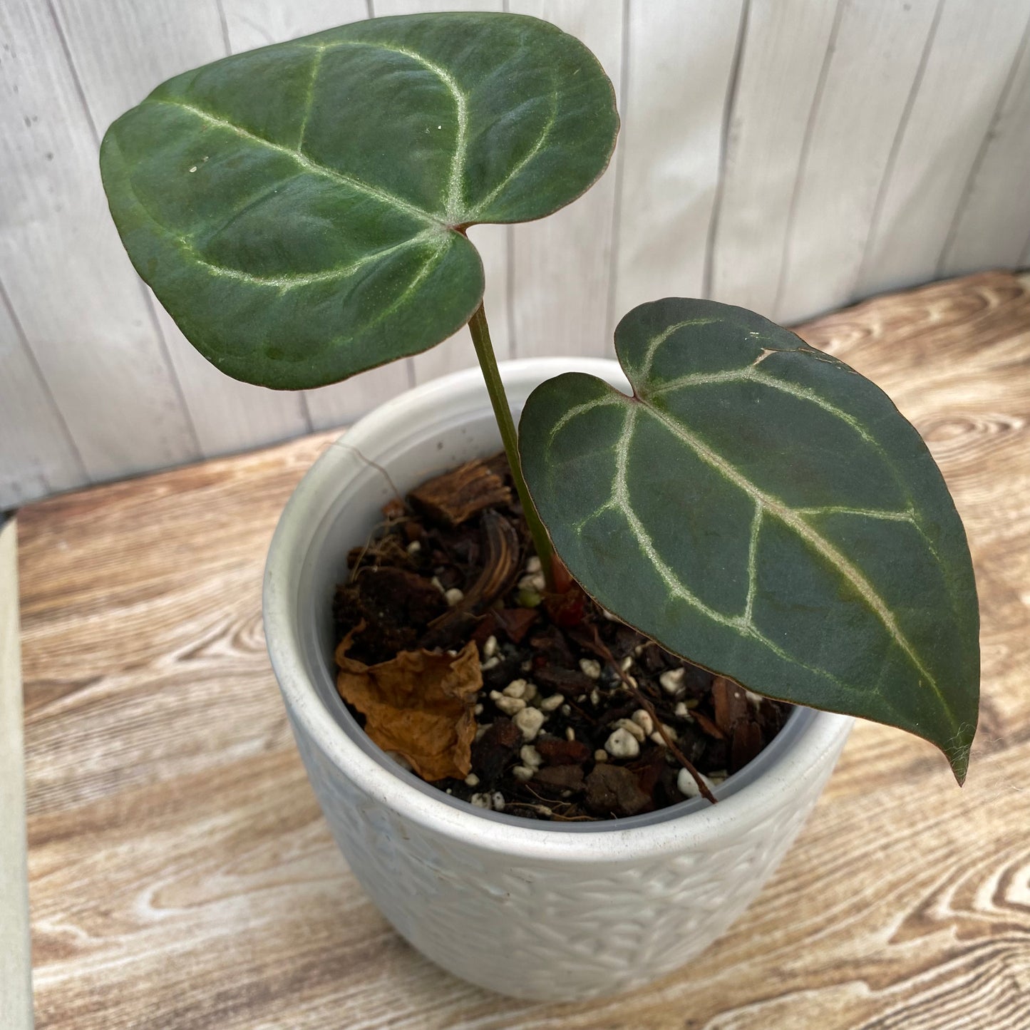 Anthurium Red Crystallinum TC