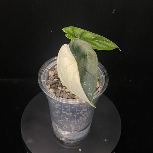 Alocasia Dragon Scale Albo F