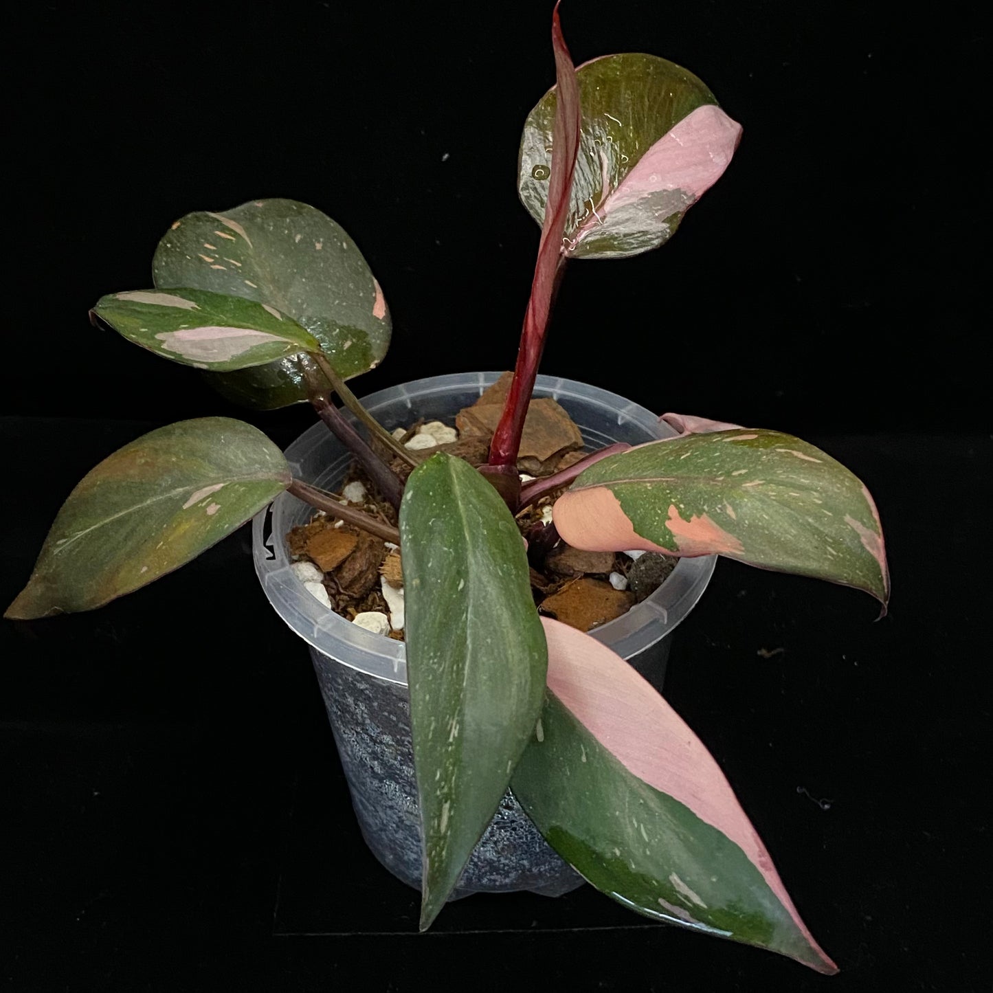 Philodendron Pink Princess B