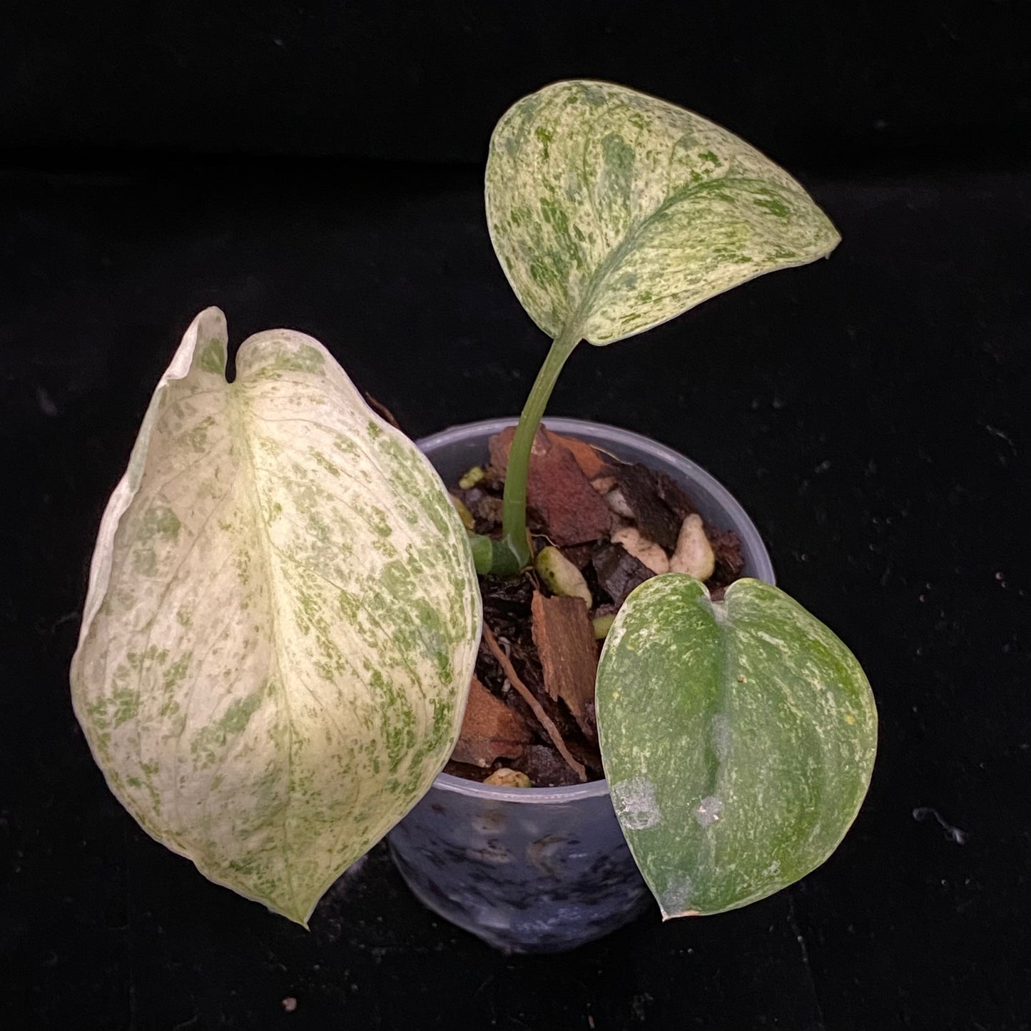 Scindapsus Crème Brûlée