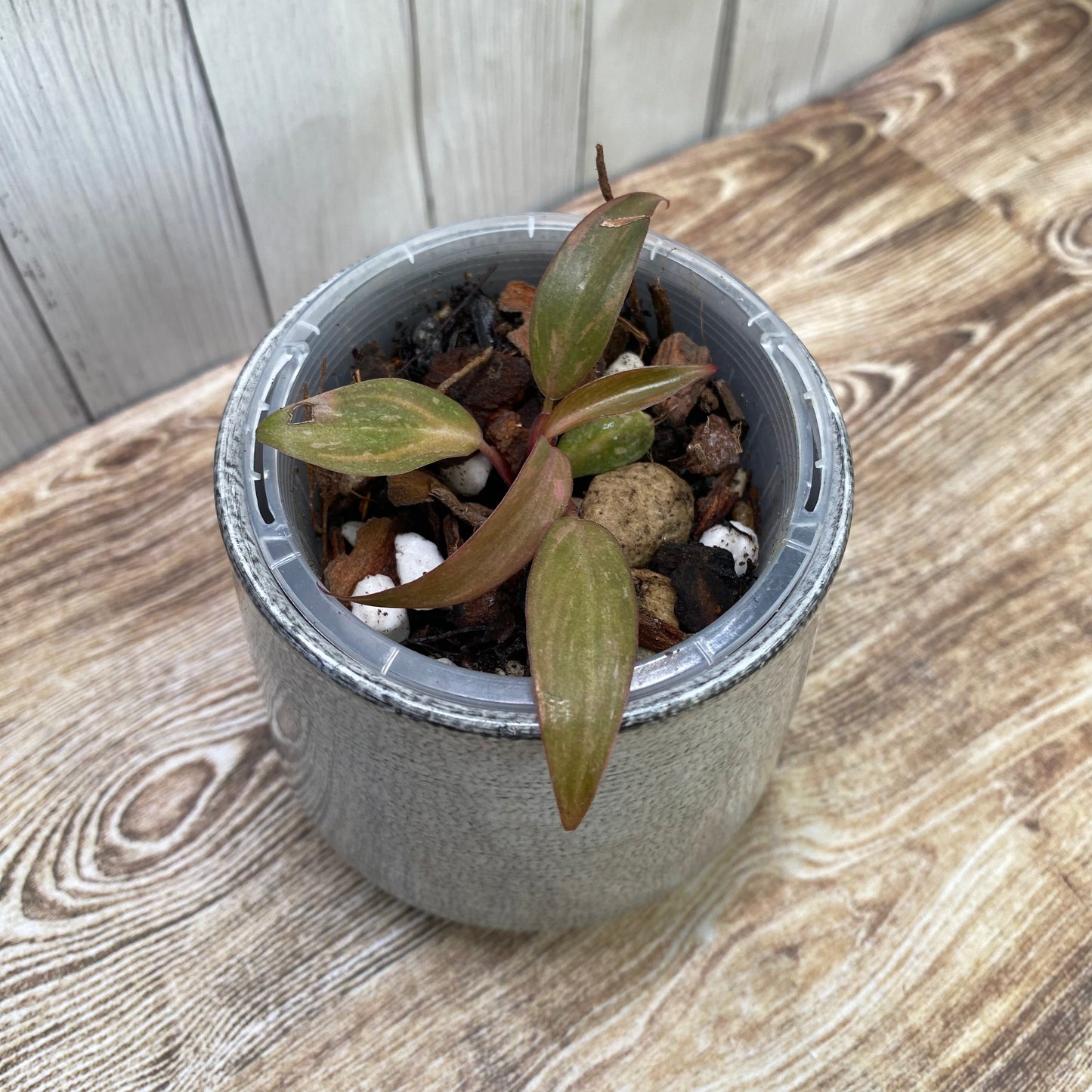 Philodendron Orange Princess