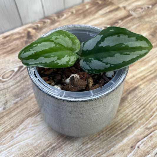Scindapsus Silver Princess