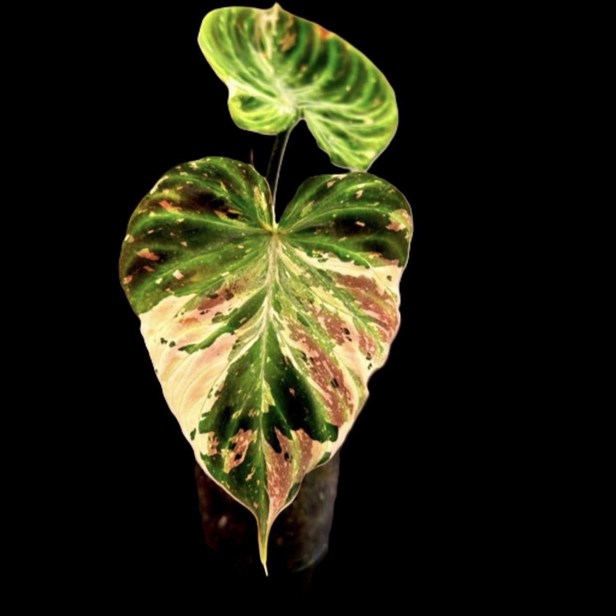 Philodendron Verrucosum Variegated H