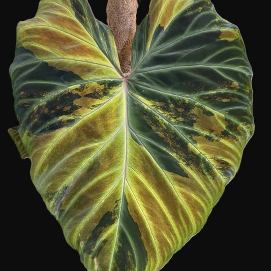 Philodendron Verrucosum Variegated H