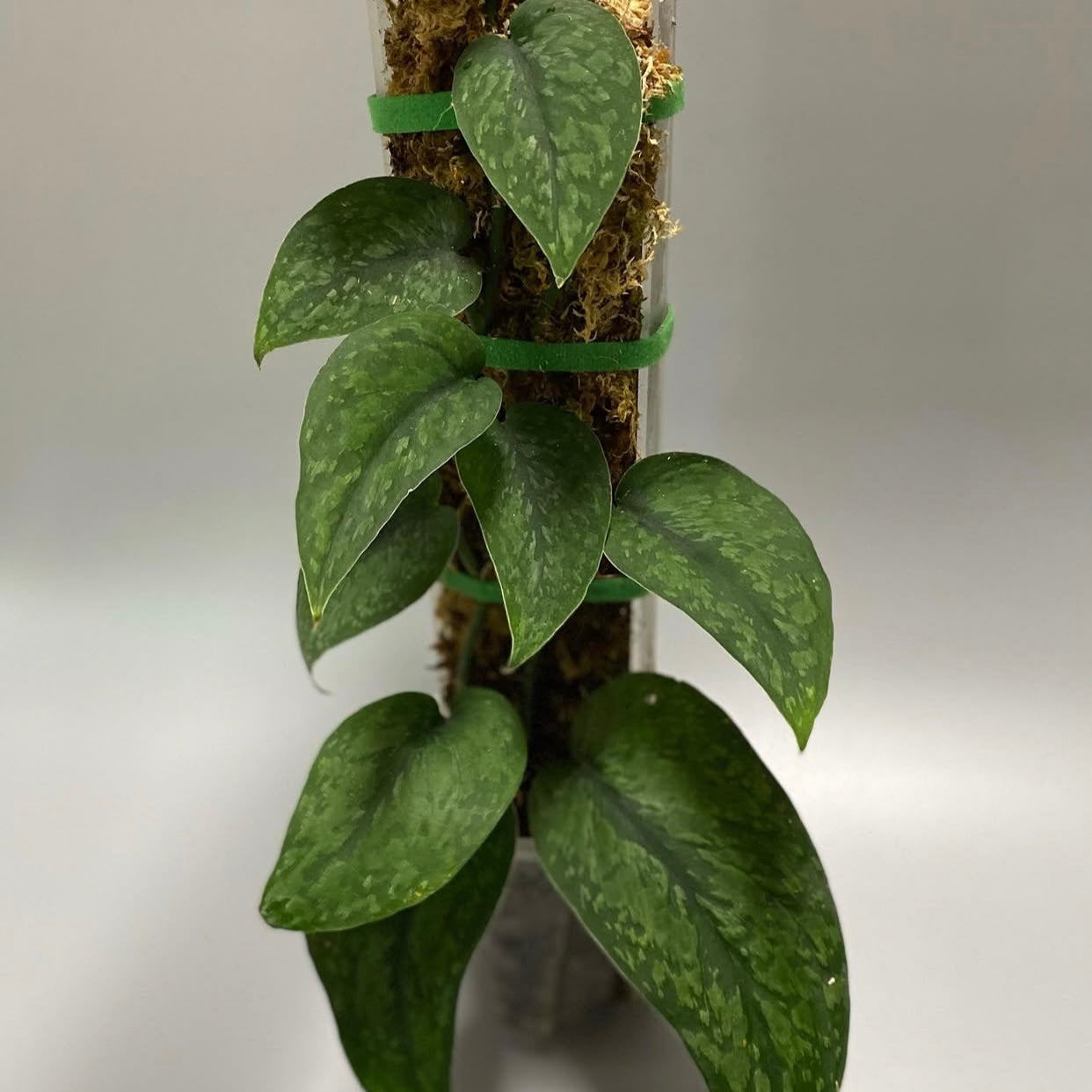 Scindapsus Leopard F