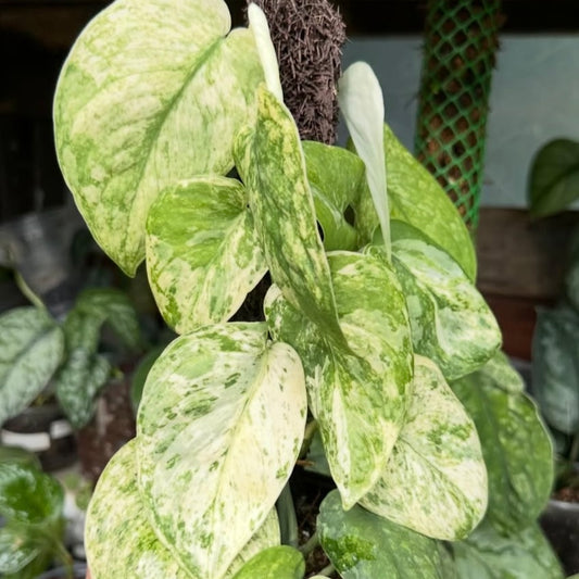 Scindapsus Crème Brûlée