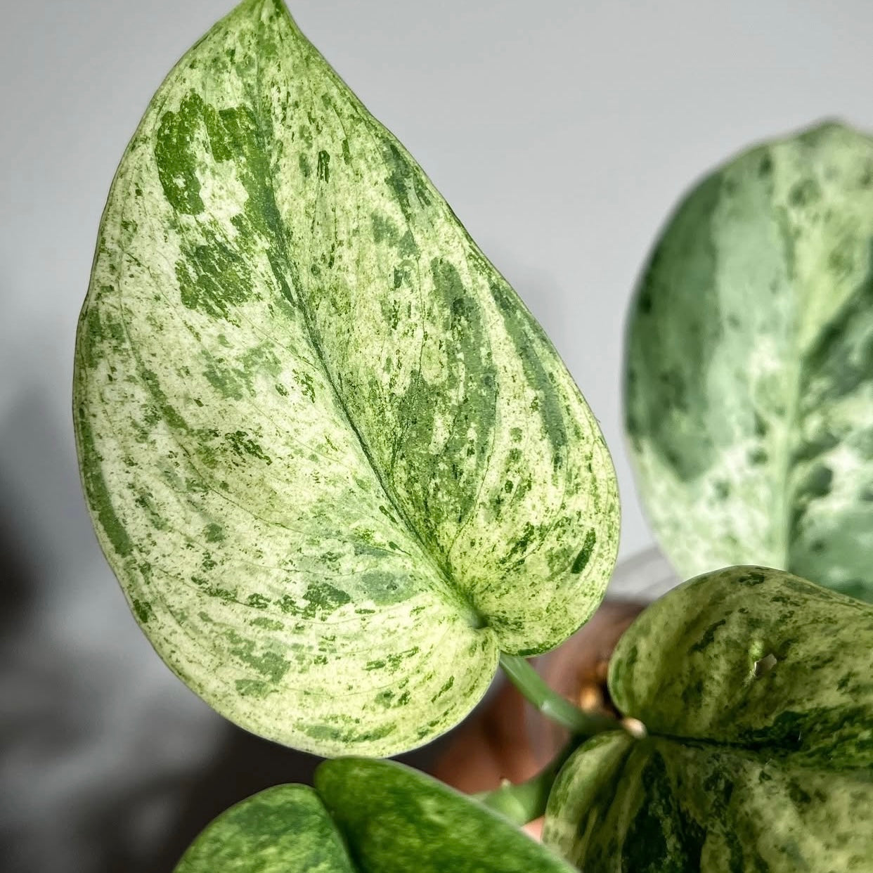 Scindapsus Silver Cloud Variegated