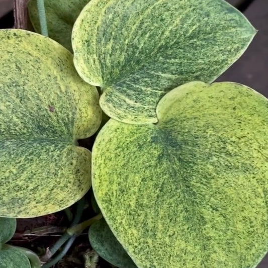 Scindapsus Jade Satin Marble B
