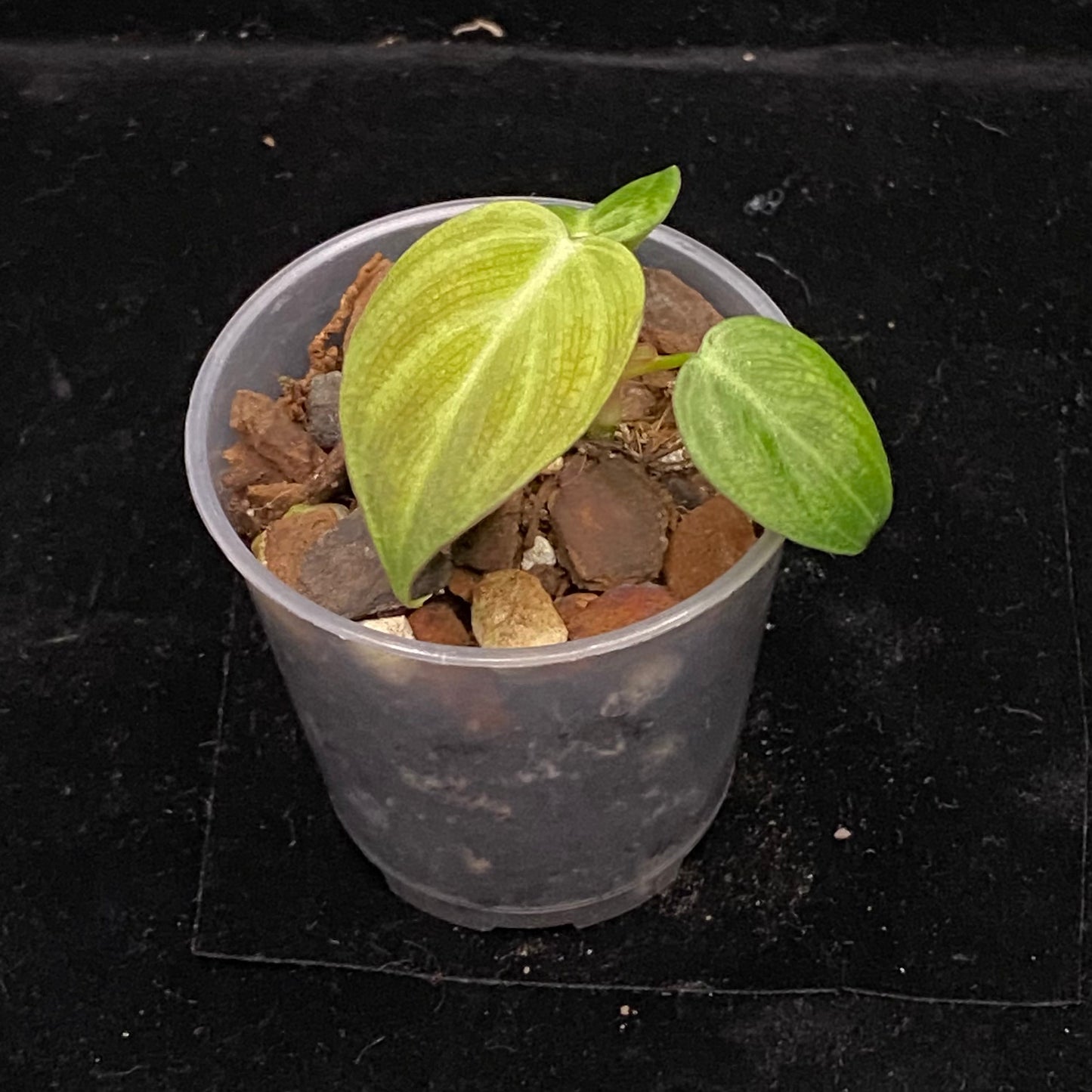 Philodendron El Choco Red B