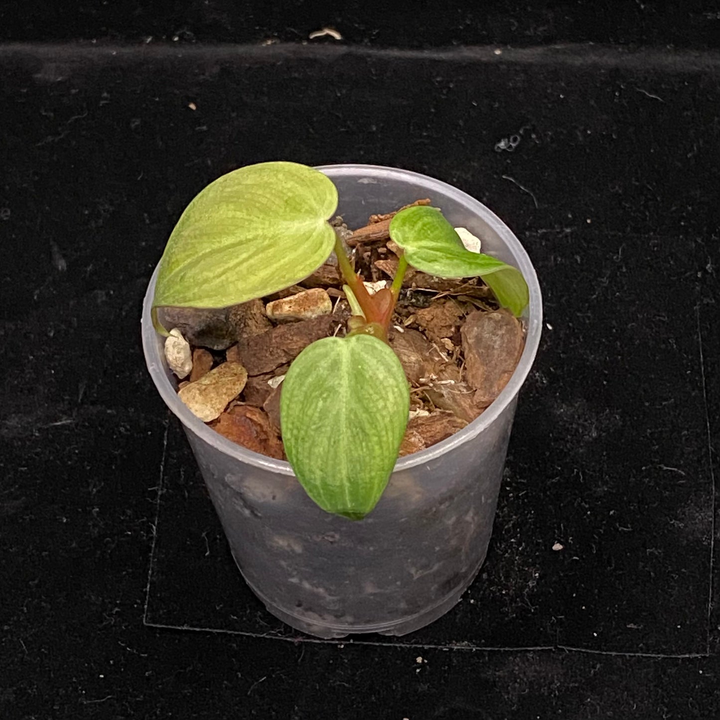 Philodendron El Choco Red B