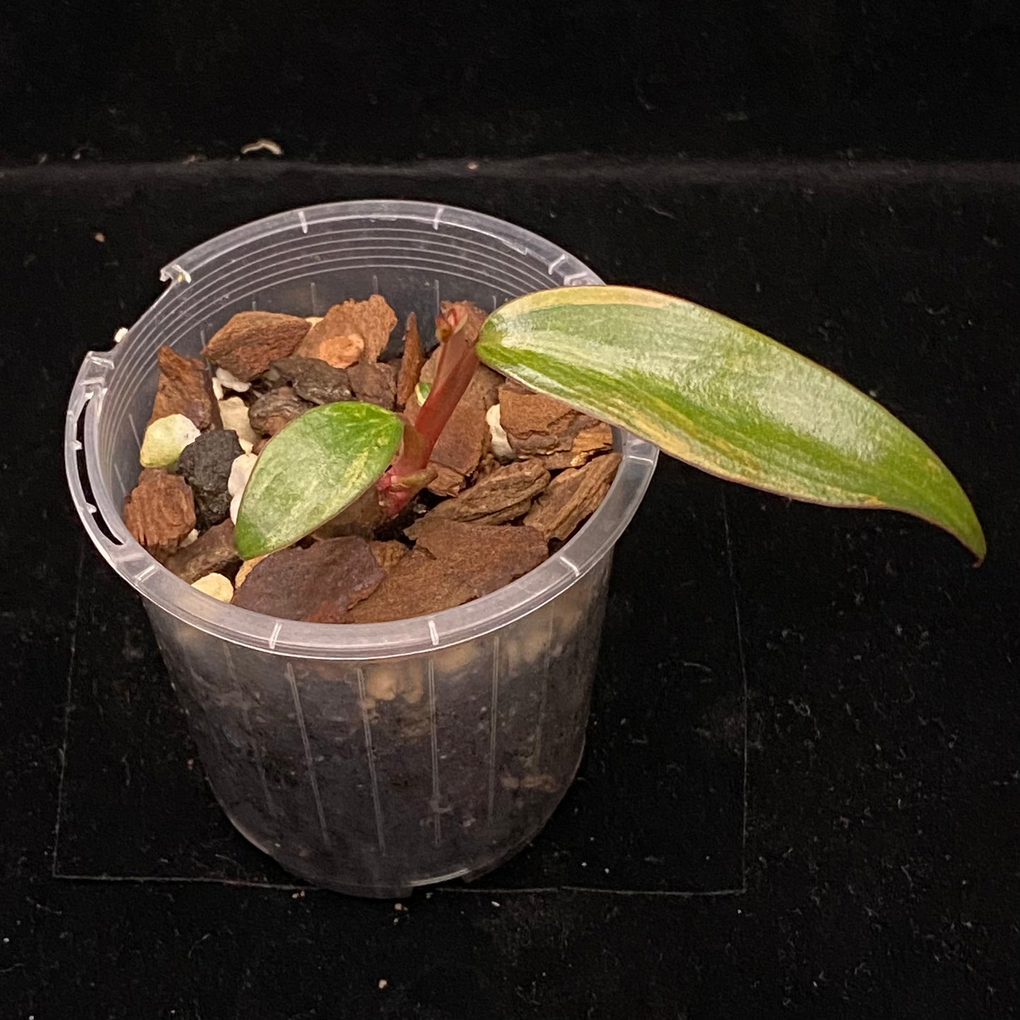Philodendron Strawberry Shake D