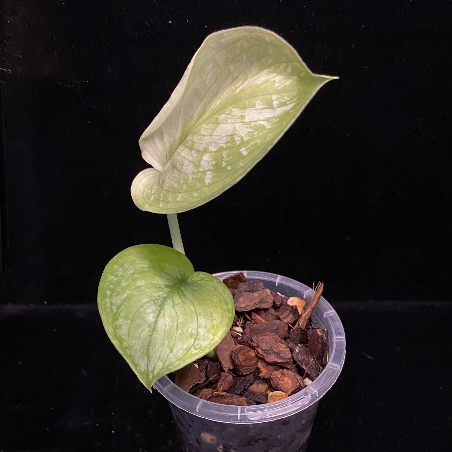 Scindapsus Silver Cloud B
