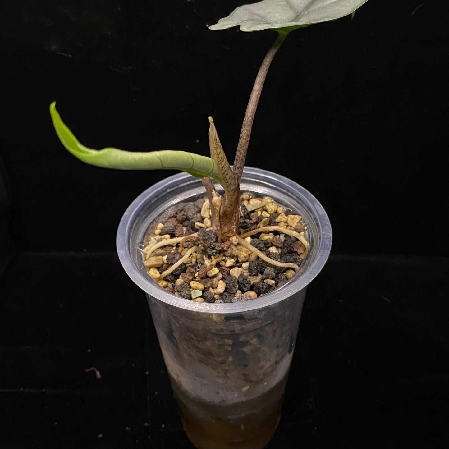 Alocasia Dragon’s Breathe C