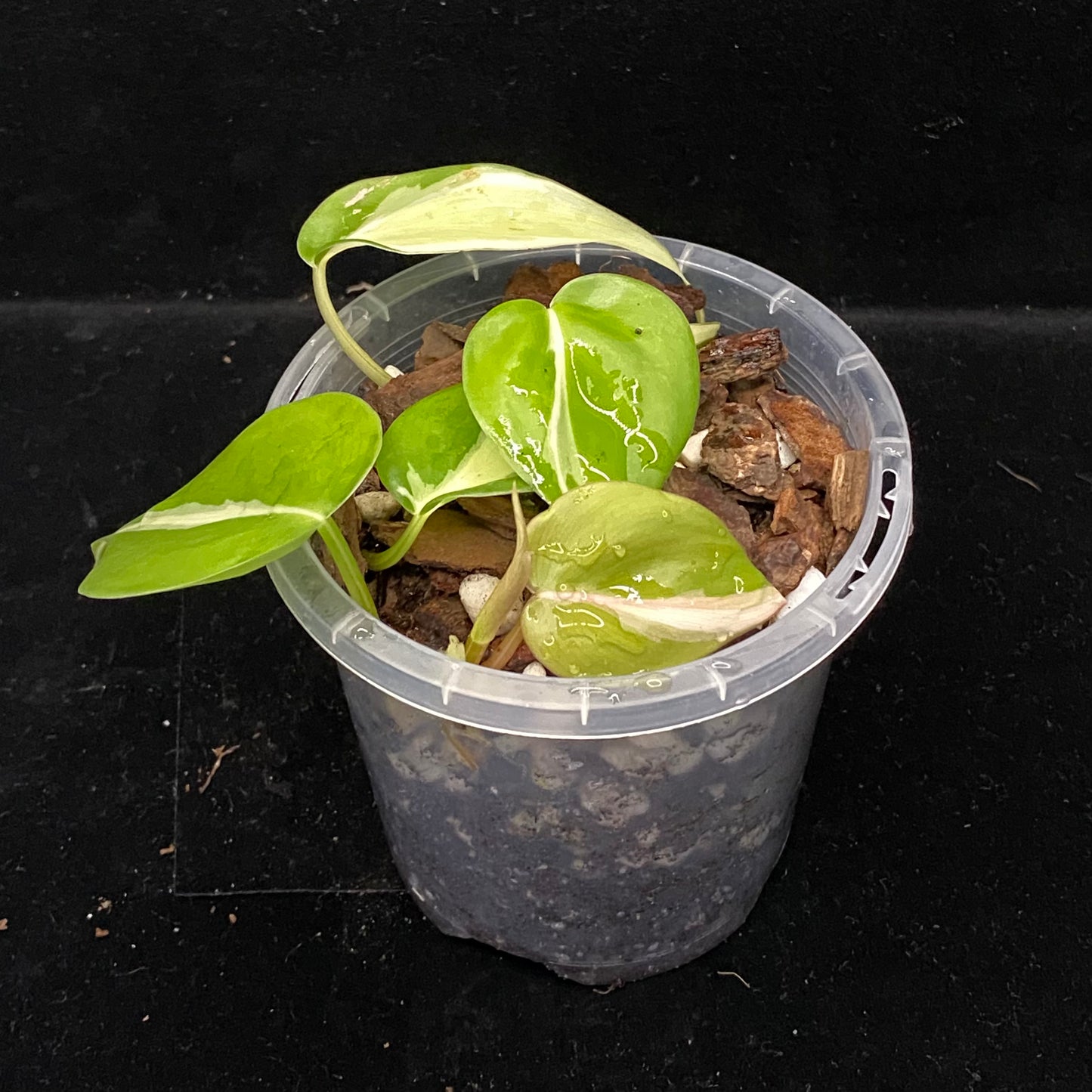Philodendron Cream Splash D