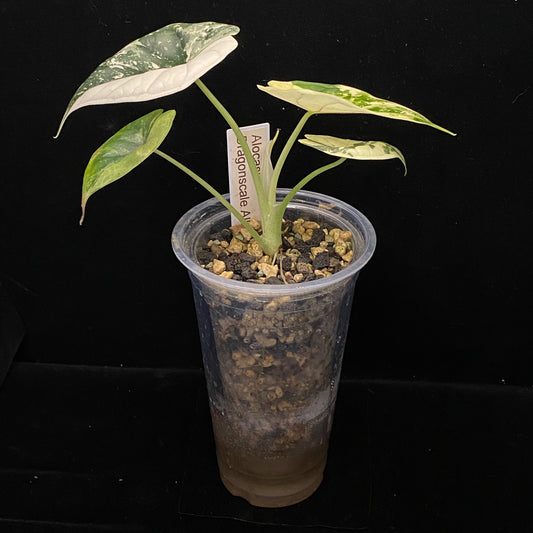 NPG Clear Self-Watering Pot Medium (Deeper Insert)