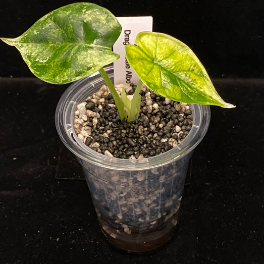 NPG Clear Self-Watering Pot Small