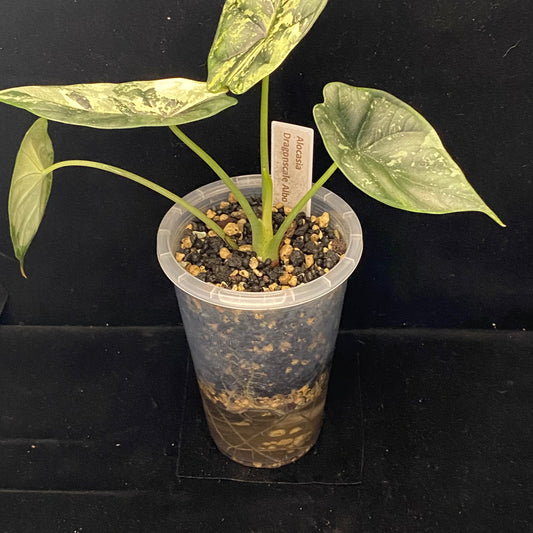 NPG Clear Self-Watering Pot Medium