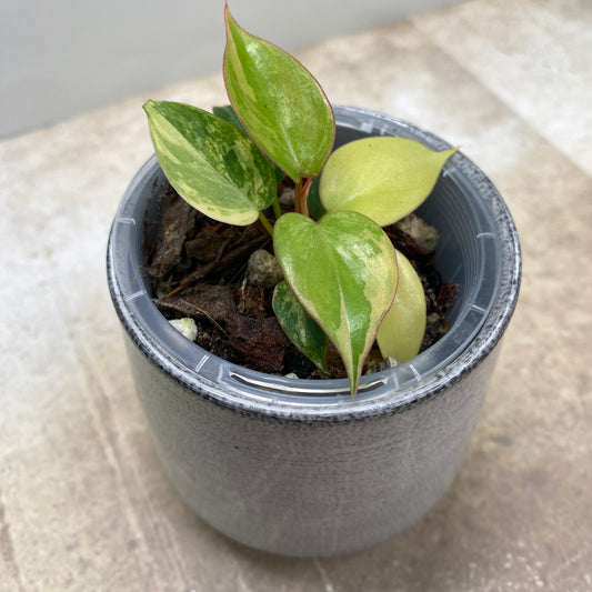 Philodendron Jennifer Variegated