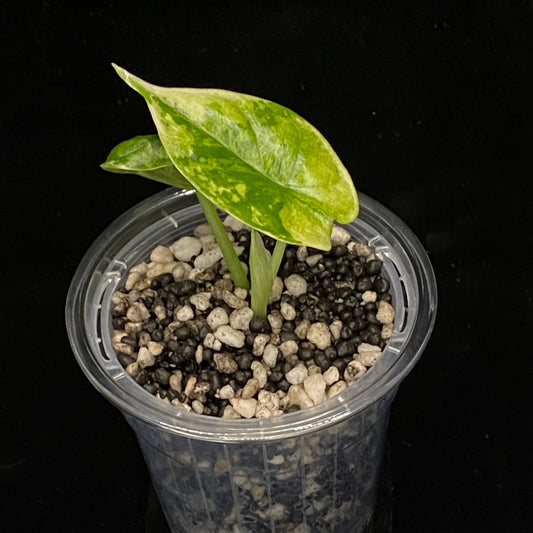 Alocasia Dragon Scale Albo Variegated A