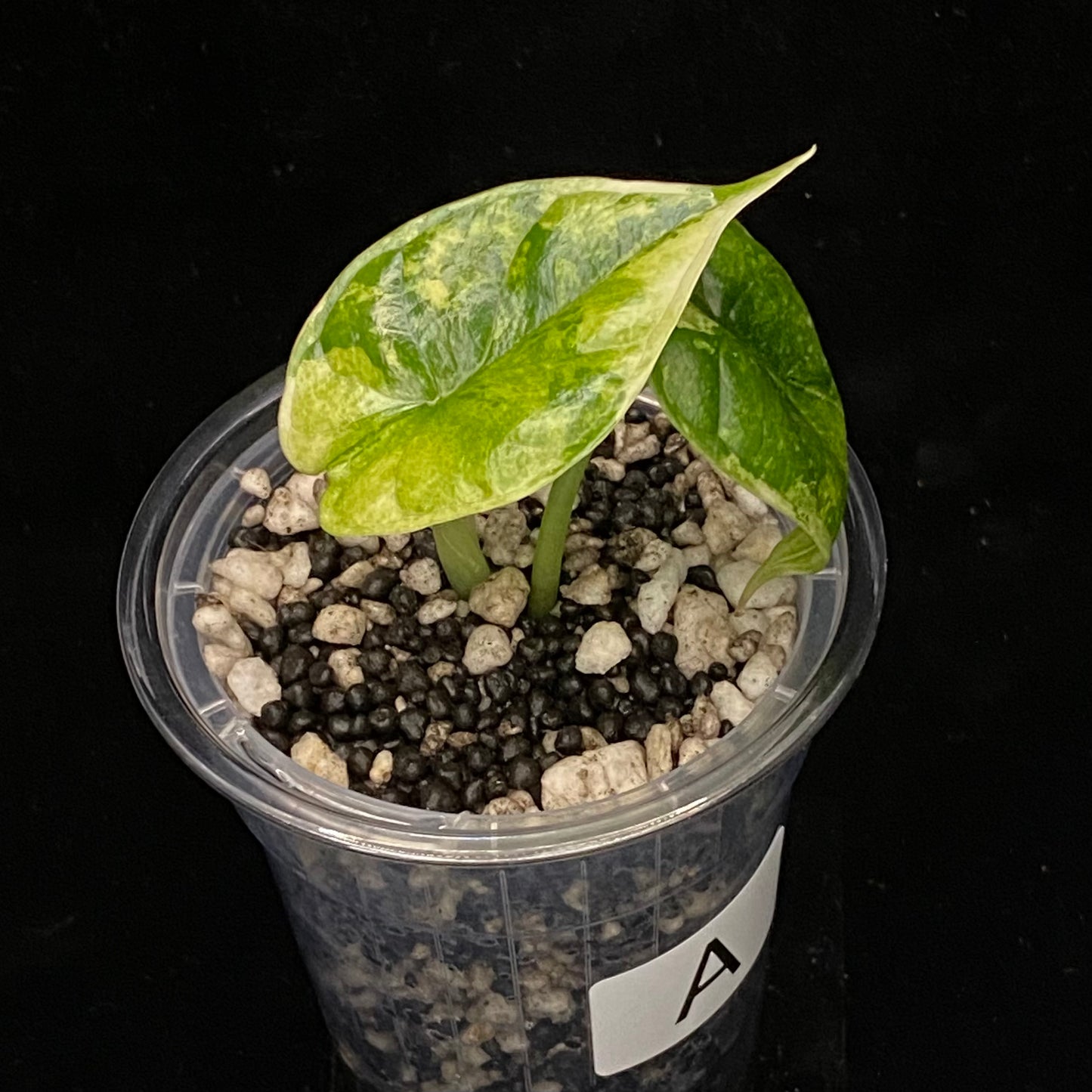 Alocasia Dragon Scale Albo Variegated A