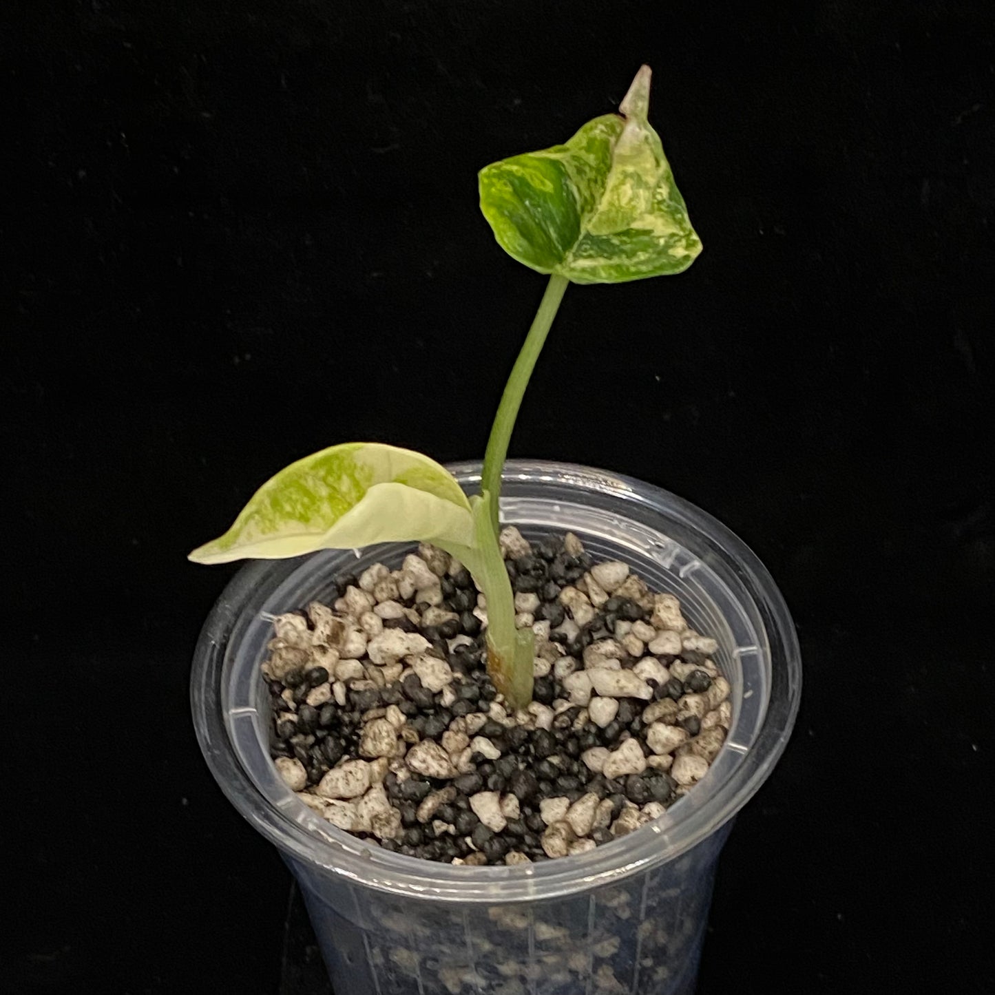 Alocasia Dragon Scale Albo Variegated B