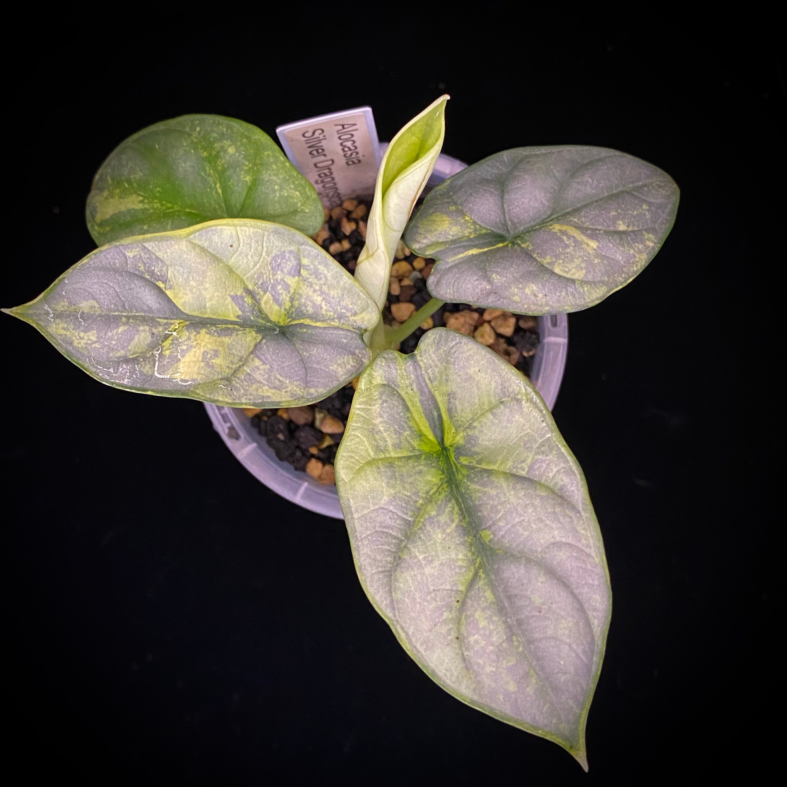 Alocasia Silver Dragon Scale Aurea B – Nelson Plant Guy