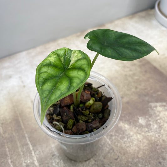 Alocasia Dragon Scale Mint Variegated