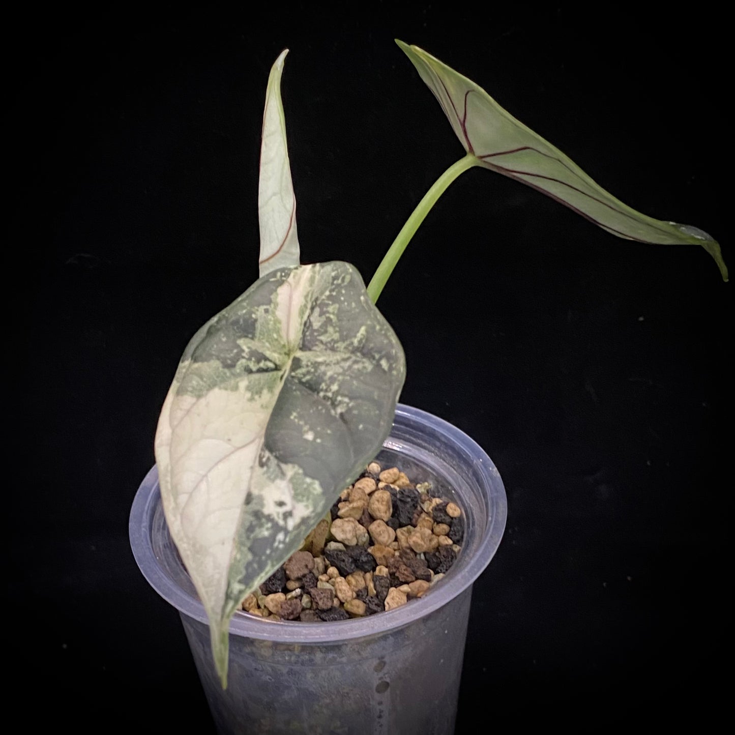 Alocasia Dragon Scale Albo J