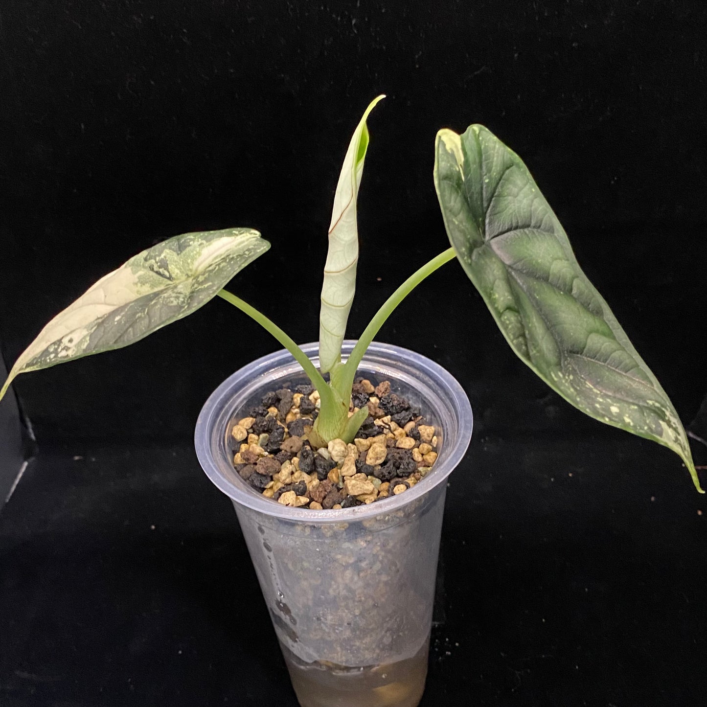 Alocasia Dragon Scale Albo J