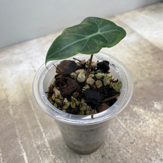 Alocasia Longiloba Suhirmaniana ‘Purple Vein’