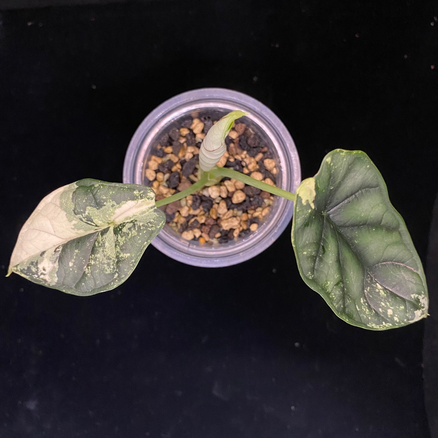 Alocasia Dragon Scale Albo J