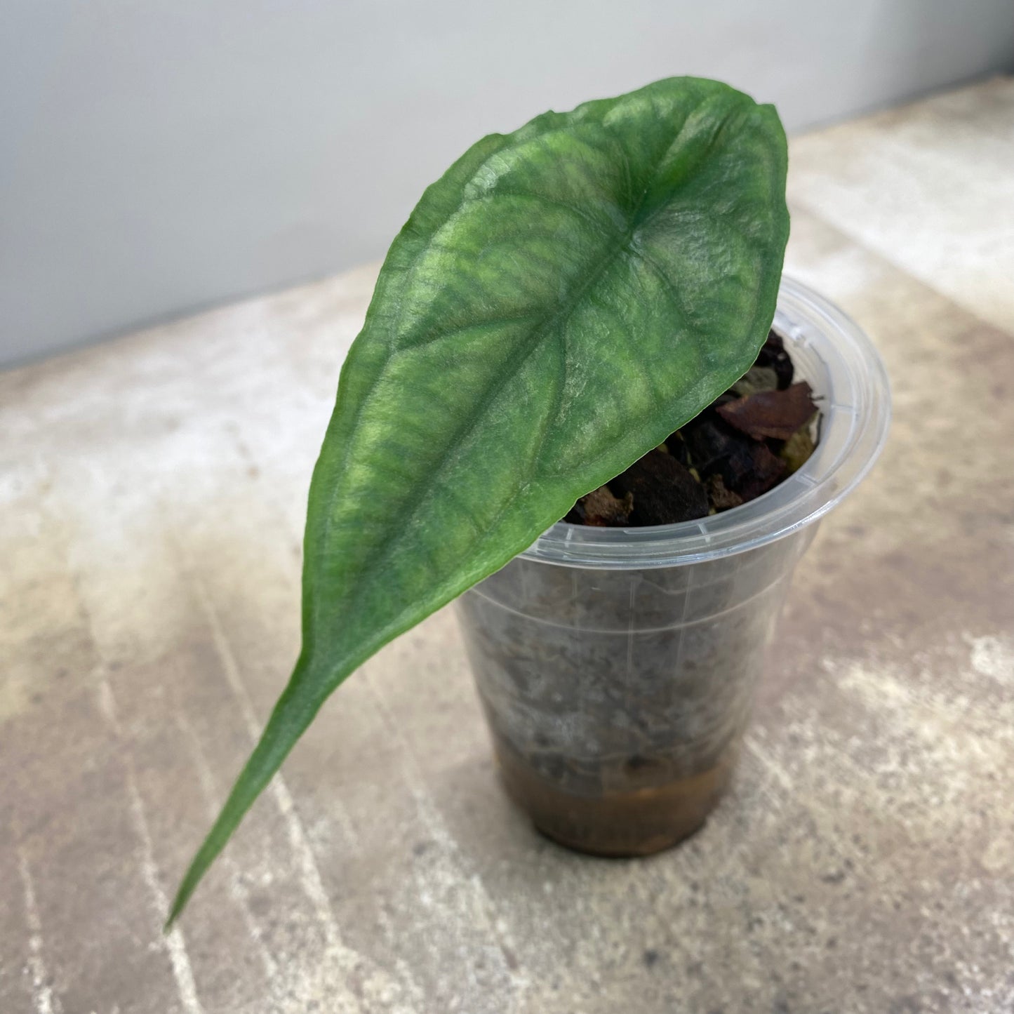 Alocasia Dragon’s Breathe