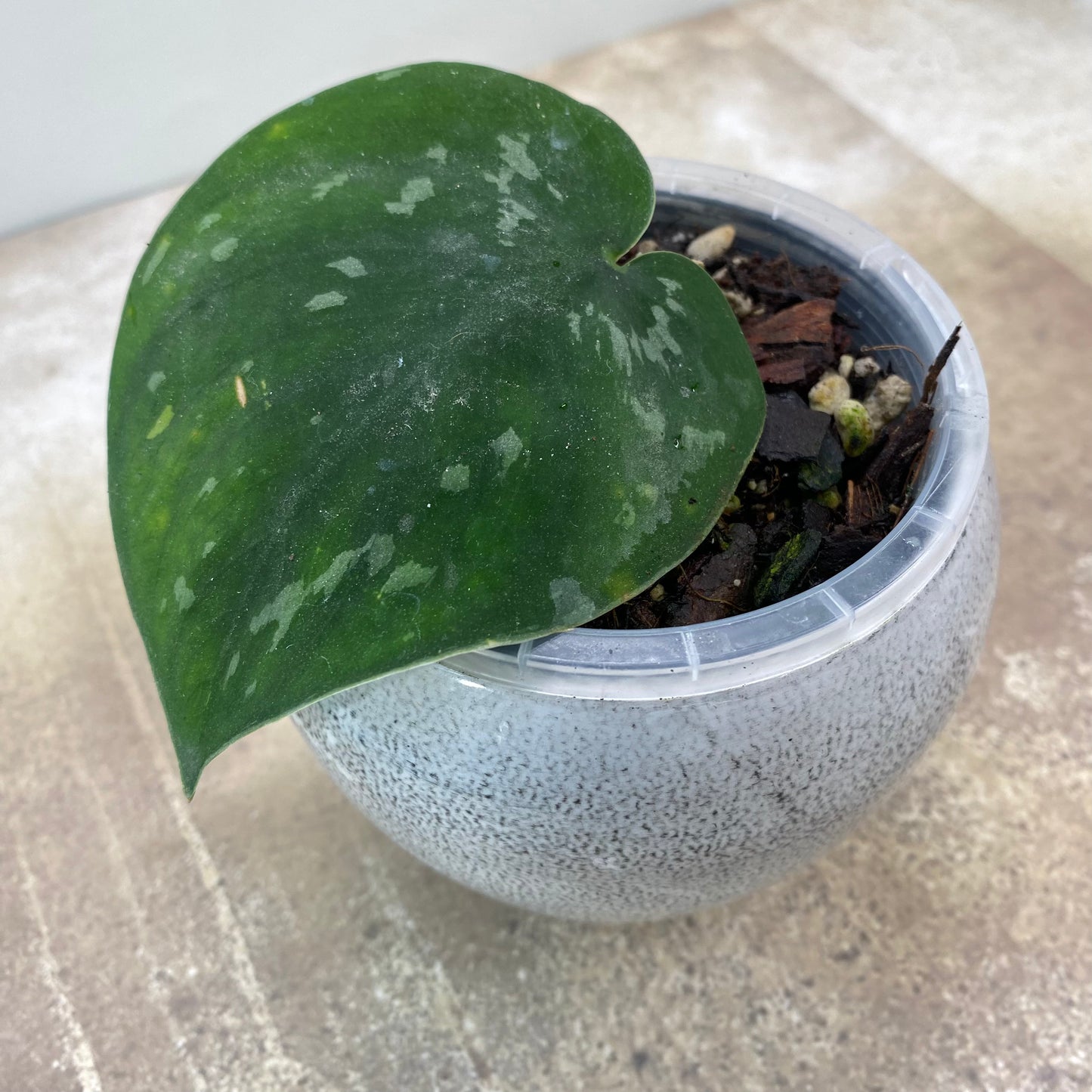 Scindapsus Baticon