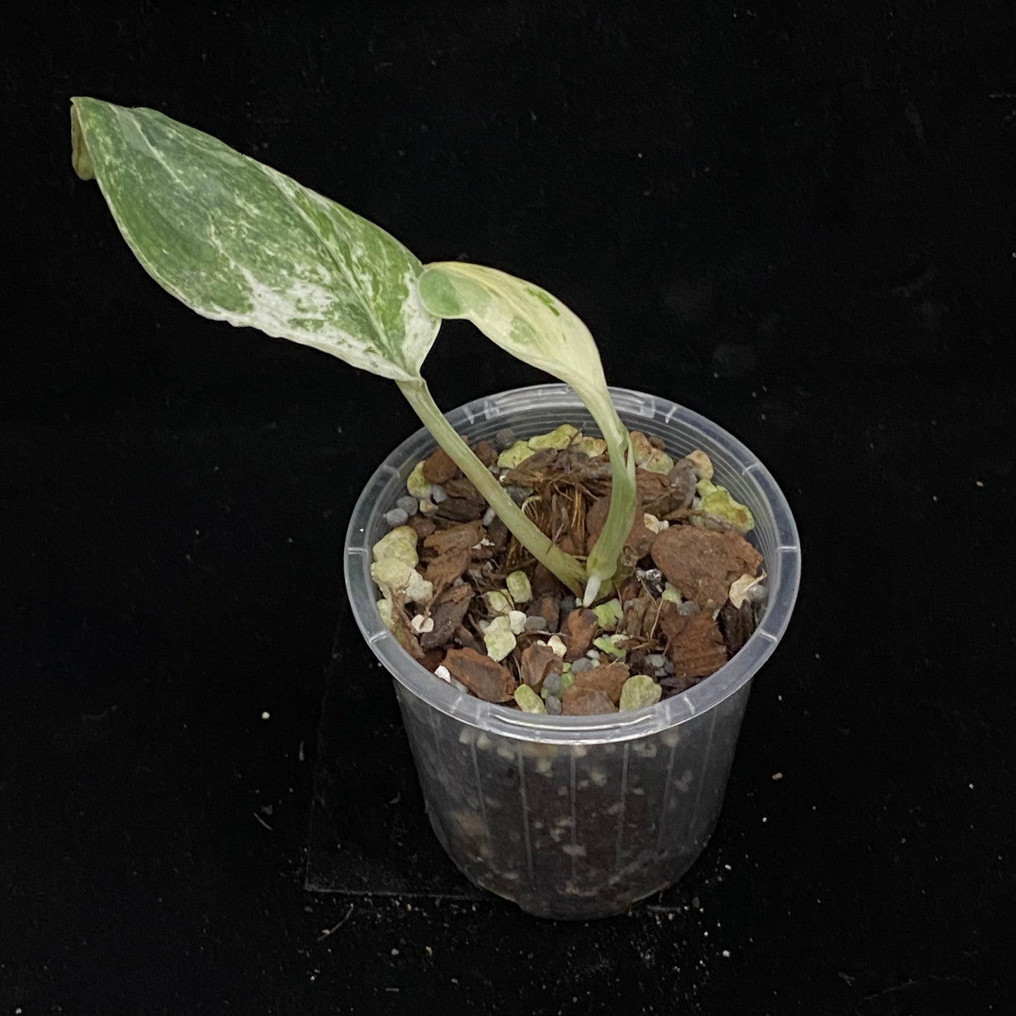 Scindapsus Silver Cloud Variegated