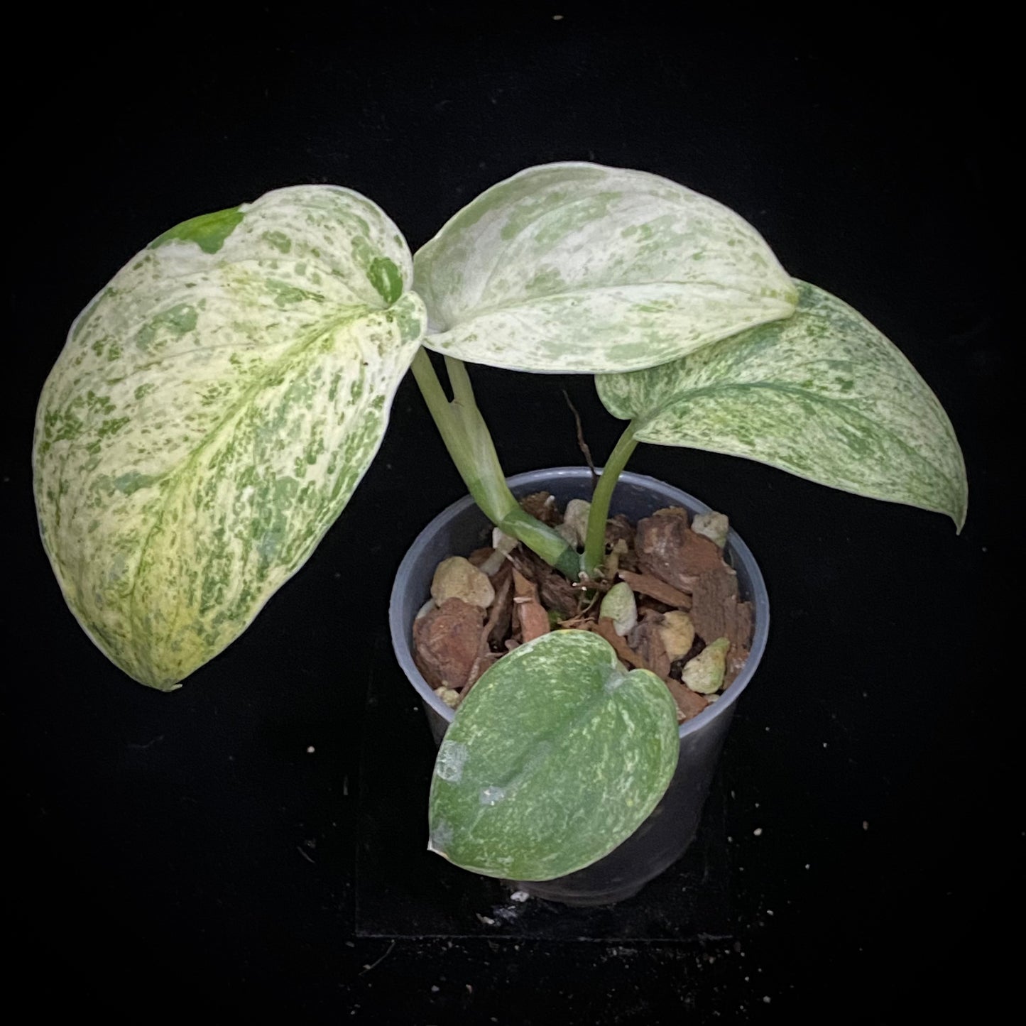 Scindapsus Crème Brûlée