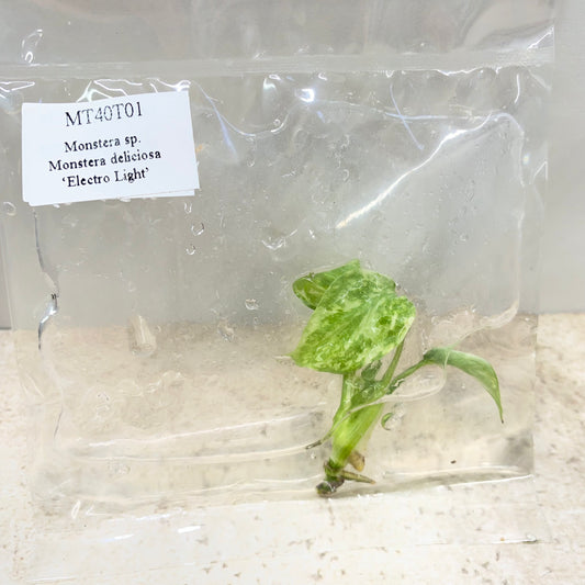 Monstera Deliciosa Electrolyte - Tissue Culture - Available Now