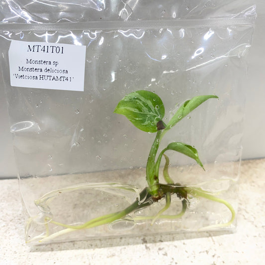 Monstera Deliciosa Vietciosa - Tissue Culture - Available Now