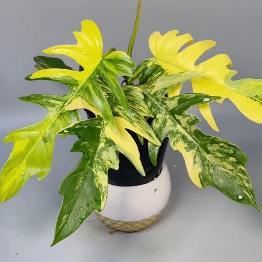 Philodendron Florida Beauty × Tortum Variegated D