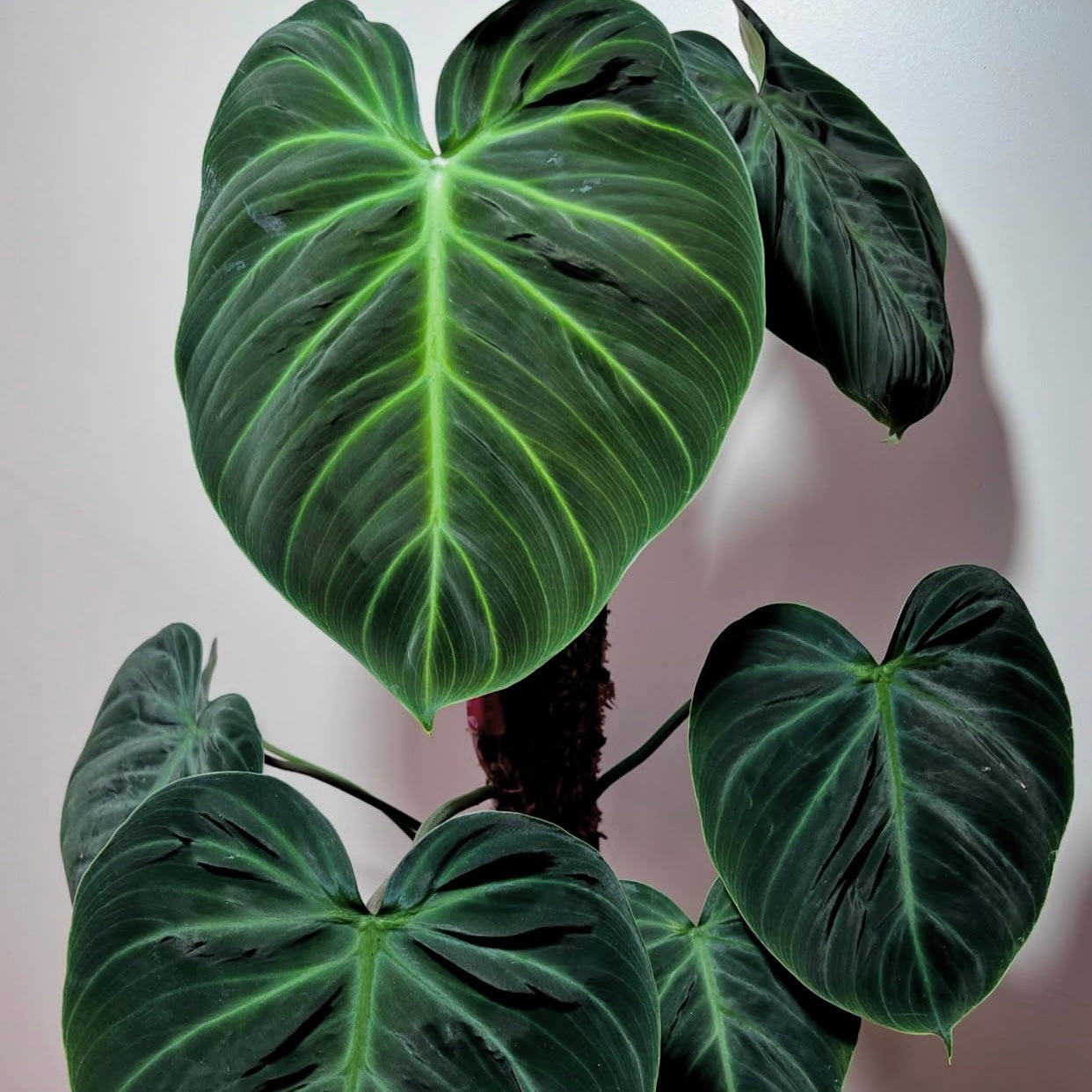 Philodendron El Choco Red C