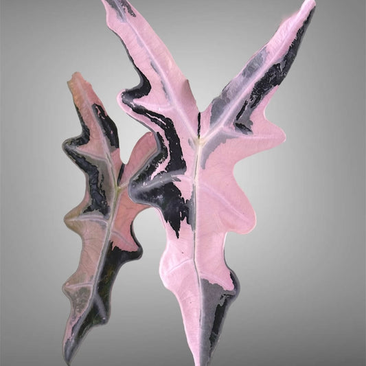 Alocasia Pink Nobilis E