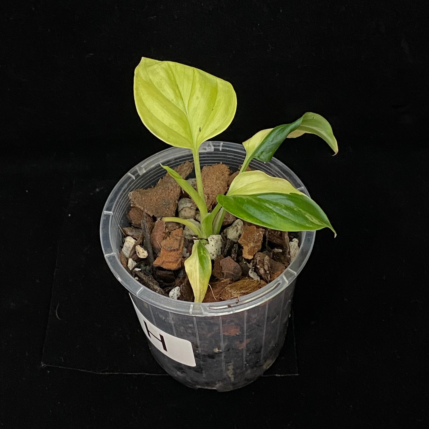 Homalomena Rubescens Aurea Variegated H