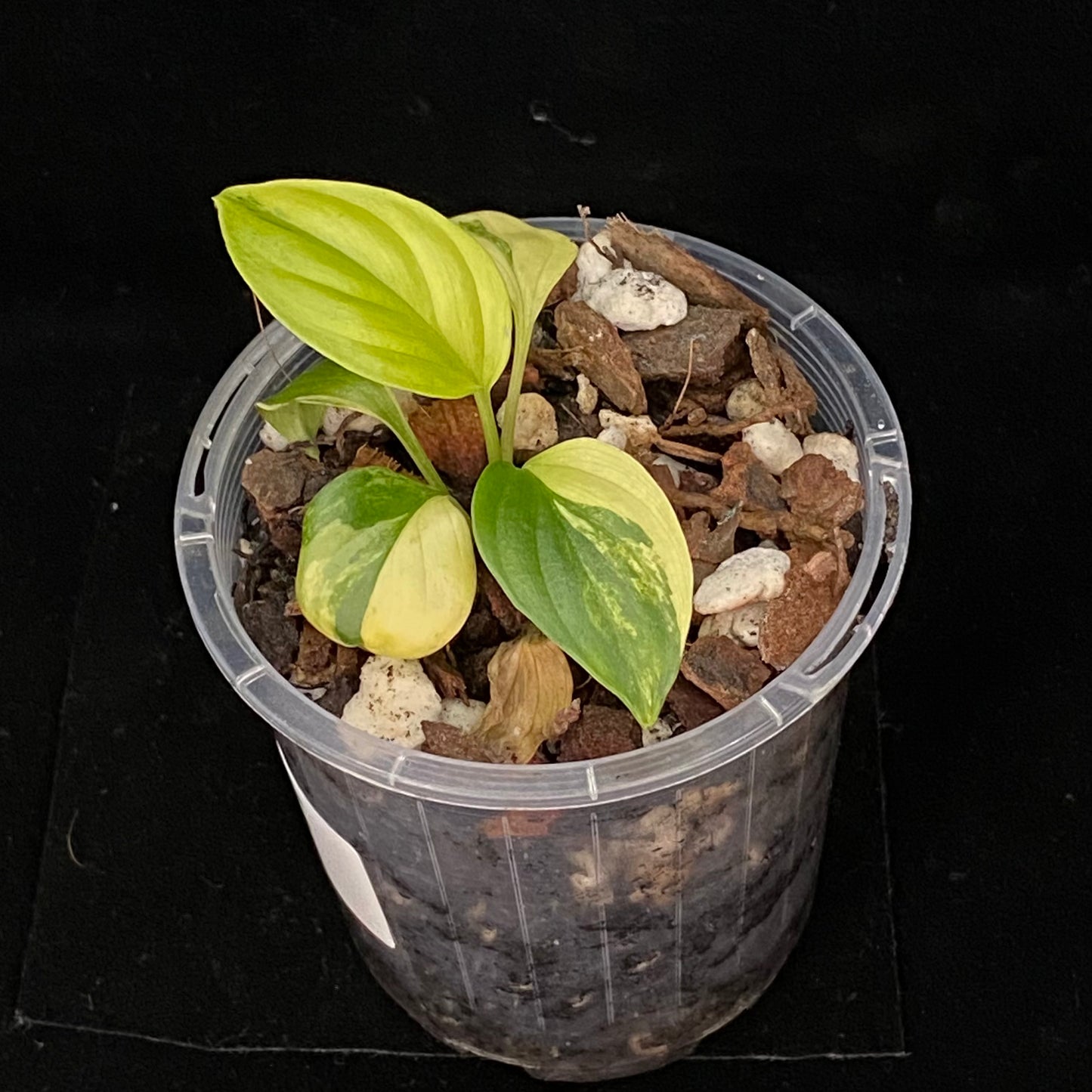 Homalomena Rubescens Aurea Variegated F