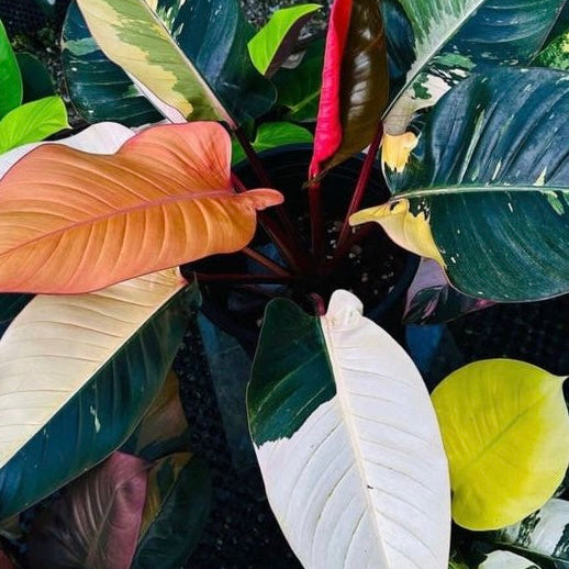 Philodendron Red Congo Variegated A
