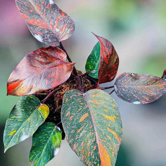 Philodendron Orange Princess A