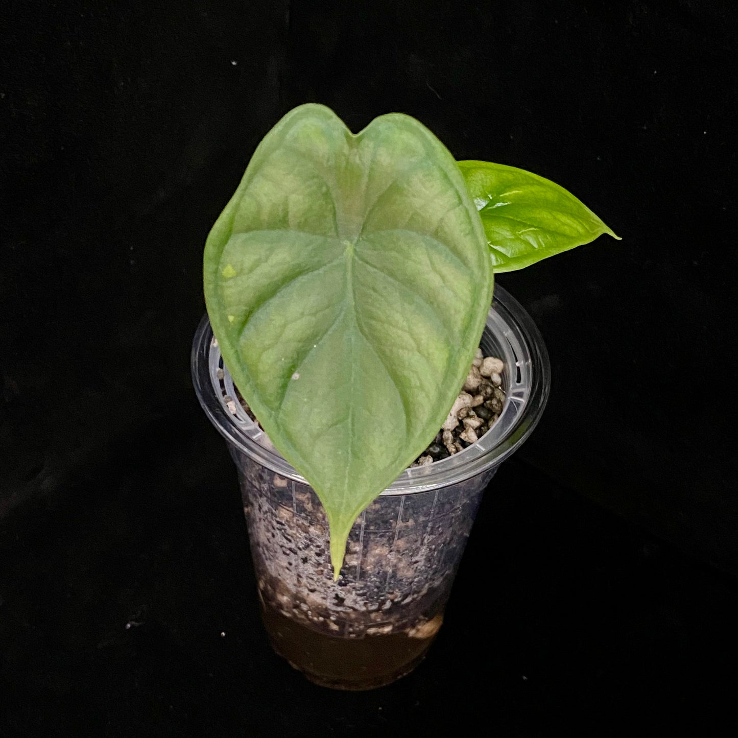 Alocasia Dragon Scale - Kids Project