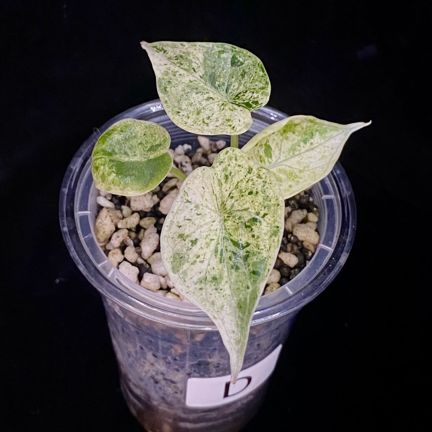 Alocasia Dragon Scale Mint Variegated D