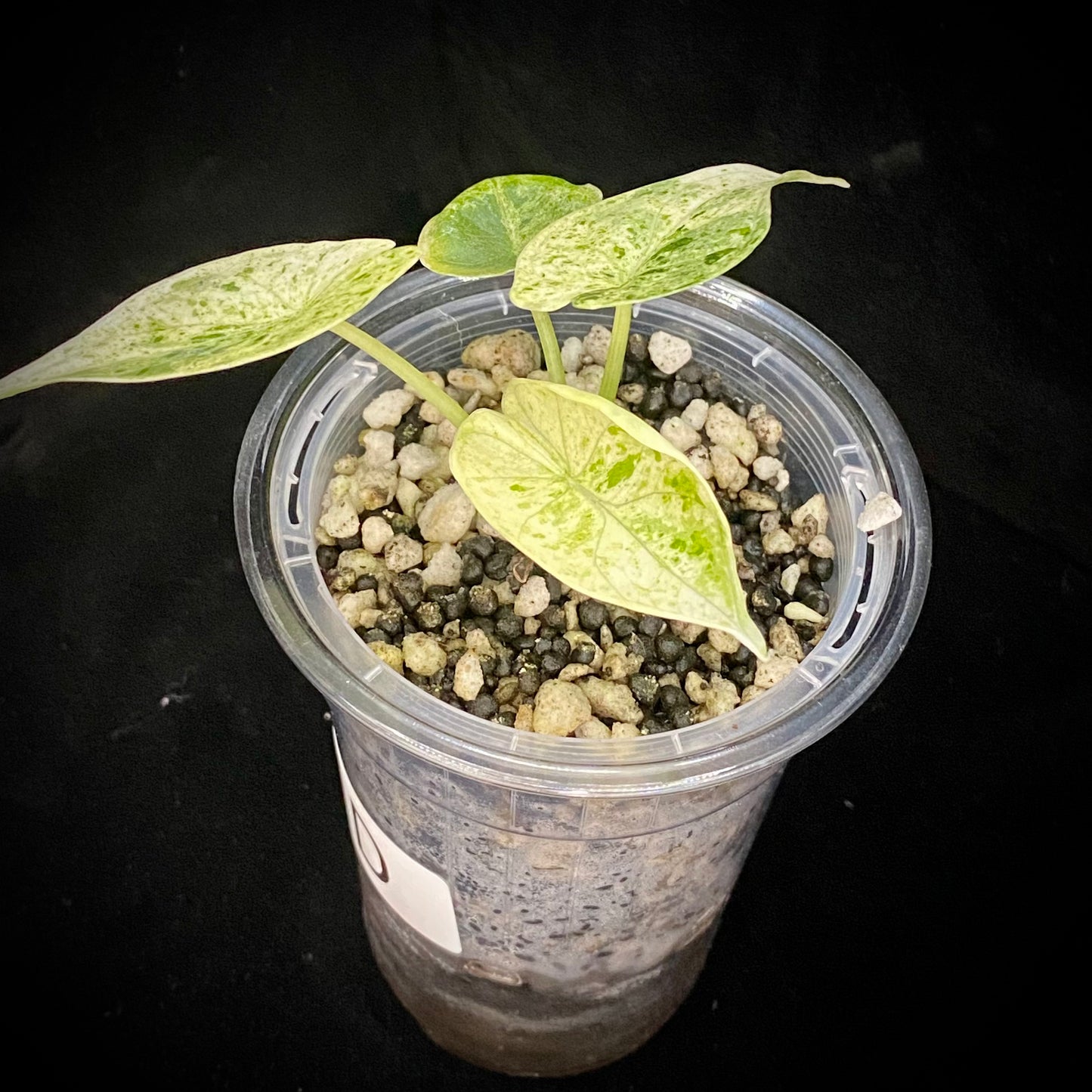 Alocasia Dragon Scale Mint Variegated D